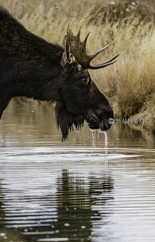 驼鹿(Alces Alces)是新世界鹿亚家族的成员，是鹿家族中现存最大和最重的物种。大提顿国家公园，怀俄明州。在一条小溪边吃边走。